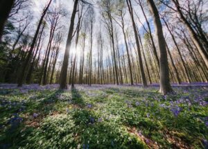Belgian Forests